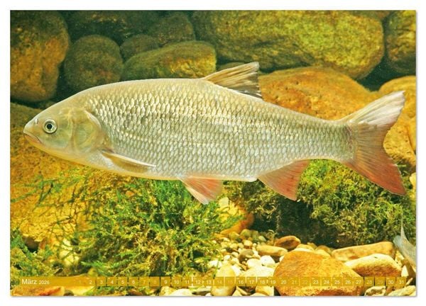 Produktbild: Heimische Fische: Karpfen, Forelle, Hecht (Wandkalender 2026 DIN A2 quer), CALVENDO Monatskalender