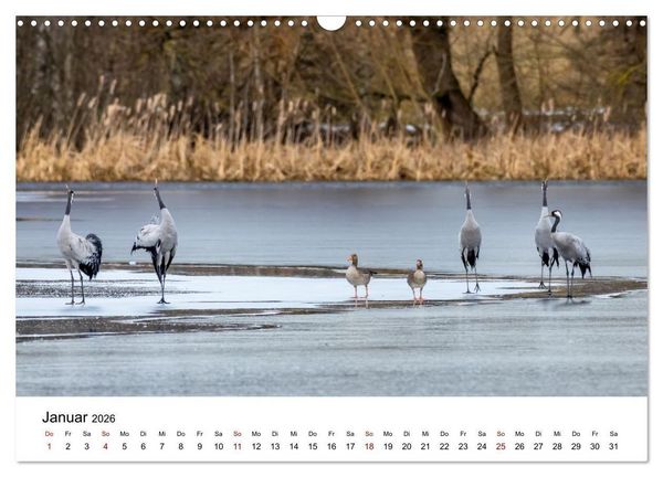 Produktbild: Kraniche im Erzgebirge (Wandkalender 2026 DIN A3 quer), CALVENDO Monatskalender