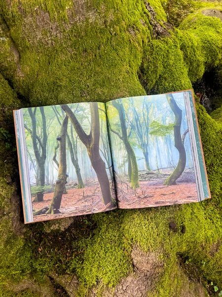 Produktbild: The Woods