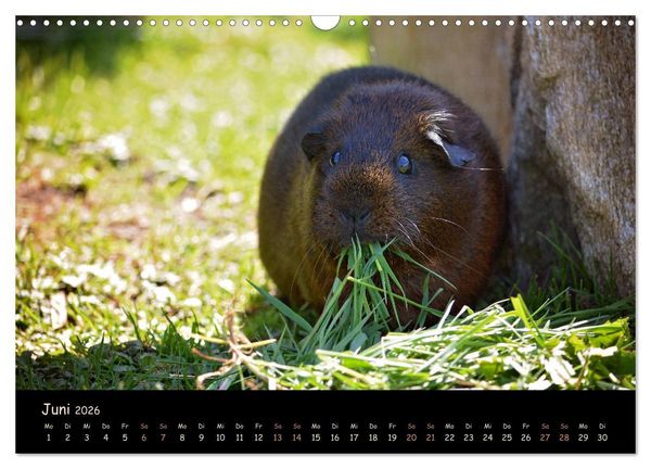 Produktbild: Meerschweinchen - Kleine s&uuml;&szlig;e Fellnasen (Wandkalender 2026 DIN A3 quer), CALVENDO Monatskalender