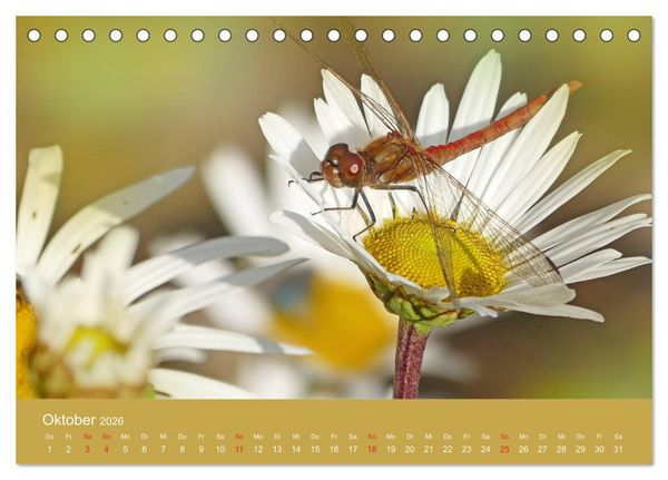 Produktbild: Fauna trifft Flora - Tierischer Besuch im Pflanzenreich (Tischkalender 2026 DIN A5 quer), CALVENDO Monatskalender