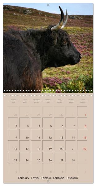 Produktbild: Highland Cows (Wall Calendar 2026 12 &times; 12 Inch) CALVENDO 12 Month Wall Calendar