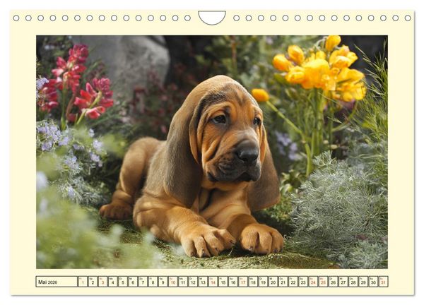 Produktbild: Bloodhound Momente. Zielstrebige Schn&uuml;ffler mit treuer Seele (Wandkalender 2026 DIN A4 quer), CALVENDO Monatskalender