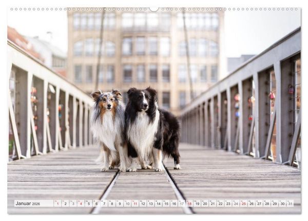 Produktbild: Hamburger Hafencity - Unterwegs mit den Shelties Finn und Louis (Wandkalender 2026 DIN A2 quer), CALVENDO Monatskalender