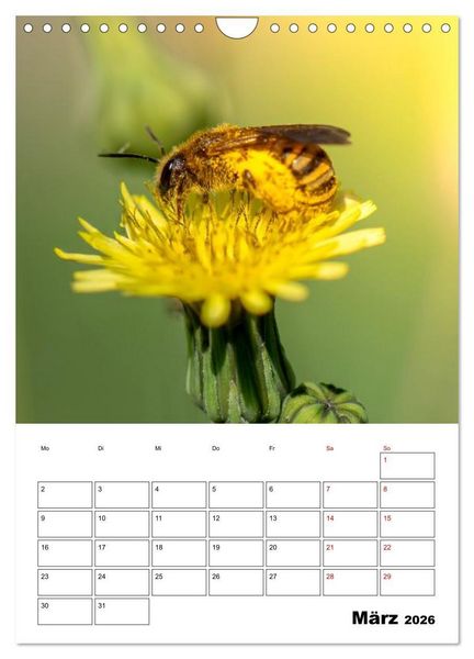 Produktbild: Insekten im Fokus (Wandkalender 2026 DIN A4 hoch), CALVENDO Monatskalender
