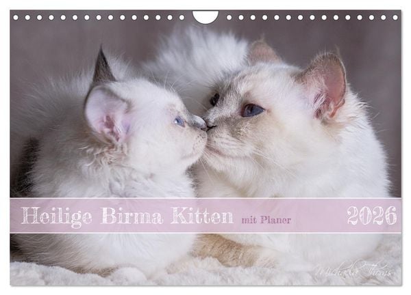 Heilige Birma Kitten mit Planer (Wandkalender 2026 DIN A4 quer), CALVENDO Monatskalender
