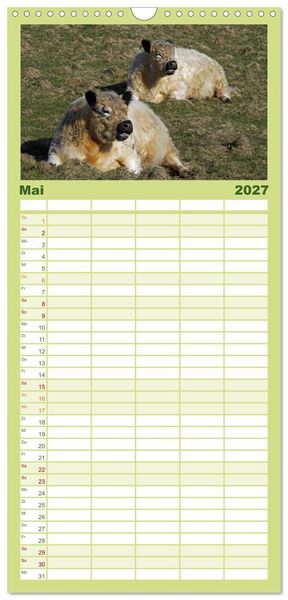 Produktbild: Familienplaner 2027 - Muuuhhh! mit 5 Spalten (Wandkalender, 21 x 45 cm) CALVENDO