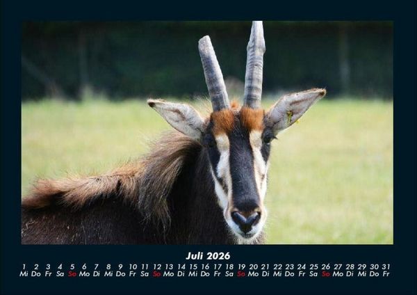 Produktbild: Tiere in der Wildnis 2026 Fotokalender DIN A4