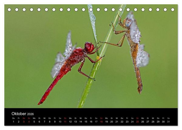 Produktbild: Libellen im Ried (Tischkalender 2026 DIN A5 quer), CALVENDO Monatskalender