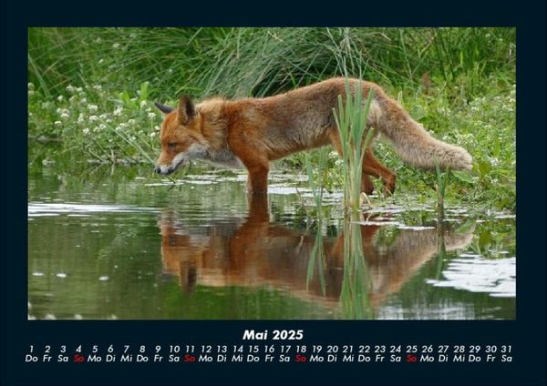 Produktbild: Waldbewohner 2025 Fotokalender DIN A4