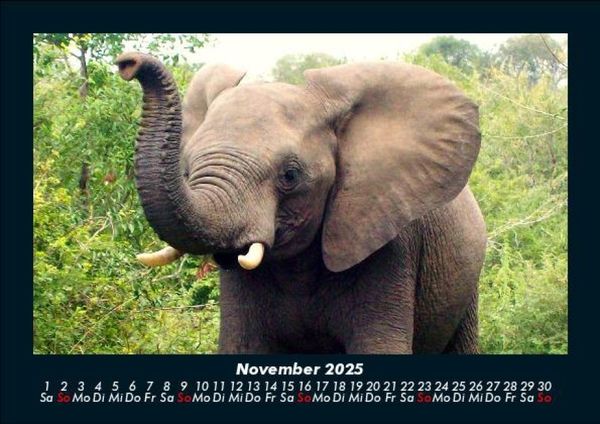 Produktbild: Elefanten 2025 Fotokalender DIN A5