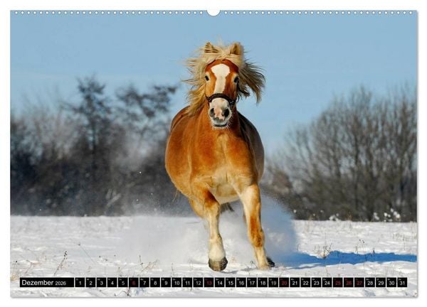 Produktbild: Welt der Pferde (hochwertiger Premium Wandkalender 2026 DIN A2 quer), Kunstdruck in Hochglanz