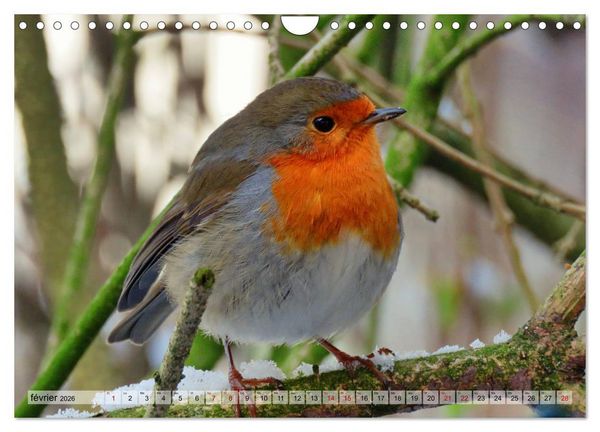 Produktbild: Jolis oiseaux de jardin (Calendrier mural 2026 DIN A4 vertical), CALVENDO calendrier mensuel
