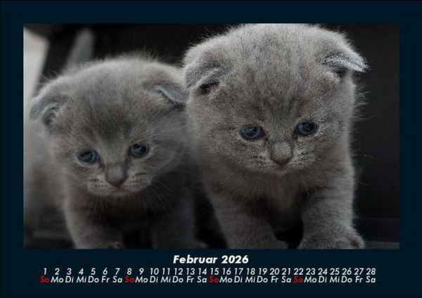 Produktbild: F&uuml;r Katzenfreunde 2026 Fotokalender DIN A5