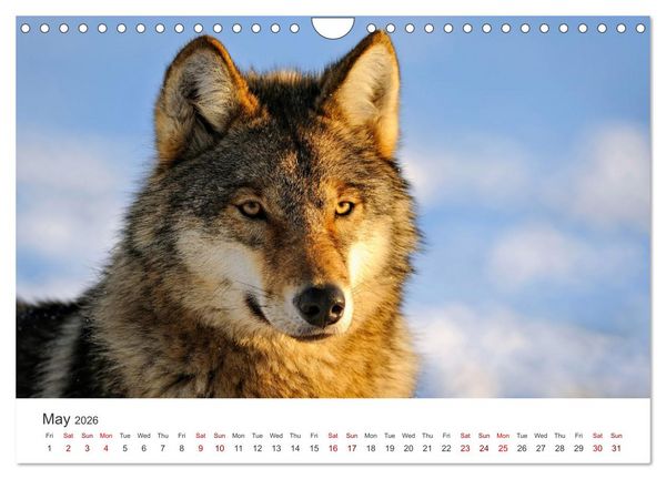 Produktbild: Wild Canada (Wall Calendar 2026 DIN A4 landscape), CALVENDO 12 Month Wall Calendar