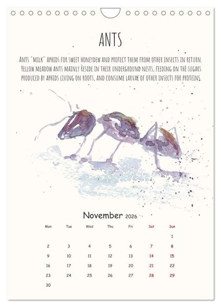 Produktbild: Symbiosis, the story of collaborations in nature (Wall Calendar 2026 DIN A4 portrait), CALVENDO 12 Month Wall Calendar
