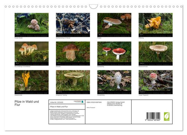 Produktbild: Pilze in Wald und Flur (Wandkalender 2026 DIN A3 quer), CALVENDO Monatskalender