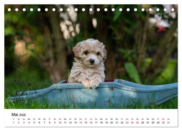 Produktbild: Maltipoo Welpen (Tischkalender 2026 DIN A5 quer), CALVENDO Monatskalender
