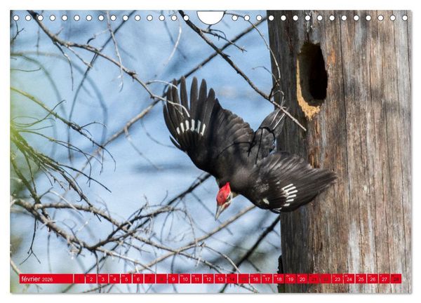 Produktbild: LA FOR&Ecirc;T DES PICS (Calendrier mural 2026 DIN A4 vertical), CALVENDO calendrier mensuel