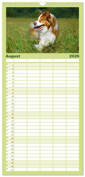 Produktbild: Familienplaner 2026 - Border Collie - Das Universalgenie unter den Hunden mit 5 Spalten (Wandkalender, 21 x 45 cm) CALVENDO