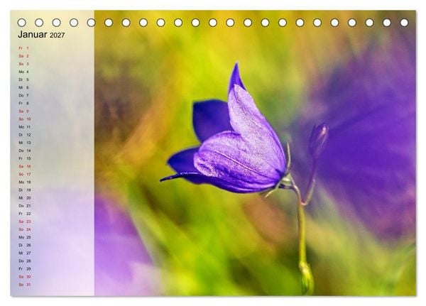 Produktbild: Sommerliche Bl&uuml;tenpoesie (Tischkalender 2027 DIN A5 quer), CALVENDO Monatskalender