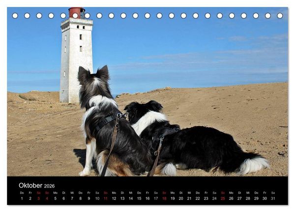 Produktbild: Border Collies machen Urlaub in D&auml;nemark (Tischkalender 2026 DIN A5 quer), CALVENDO Monatskalender