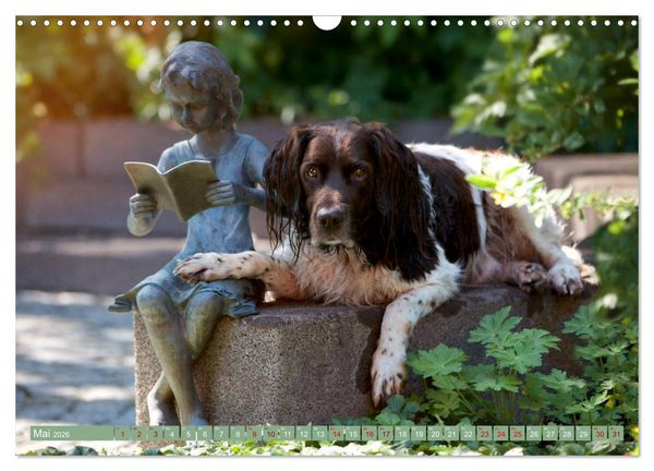 Produktbild: Passion Jagdhund - Kleiner M&uuml;nsterl&auml;nder (Wandkalender 2026 DIN A3 quer), CALVENDO Monatskalender