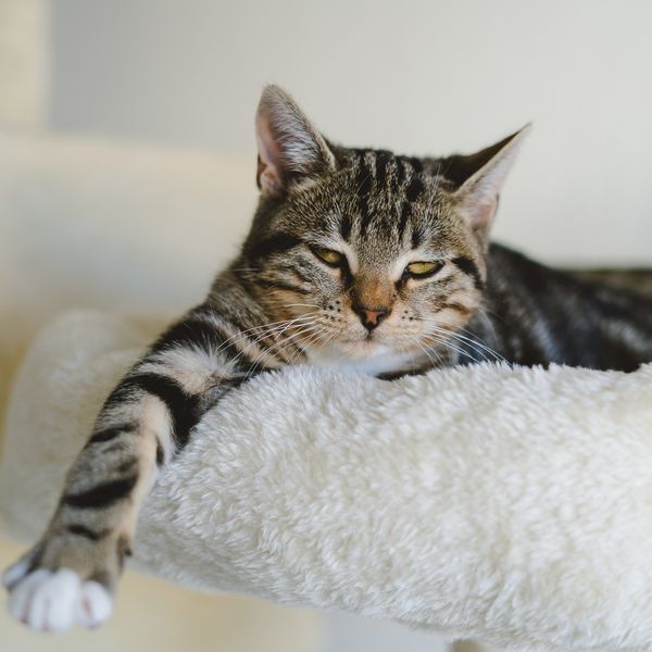 Produktbild: Katzen / Cats 2027