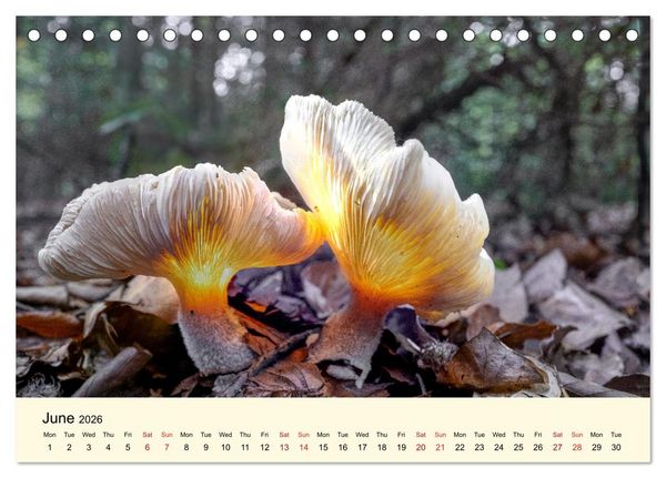 Produktbild: Whispers Beneath the Forest's Moss Mushrooms (Desk Calendar 2026 DIN A5 landscape), CALVENDO 12 Month DeskCalendar