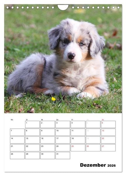 Produktbild: Australian Shepherd (Wandkalender 2026 DIN A4 hoch), CALVENDO Monatskalender