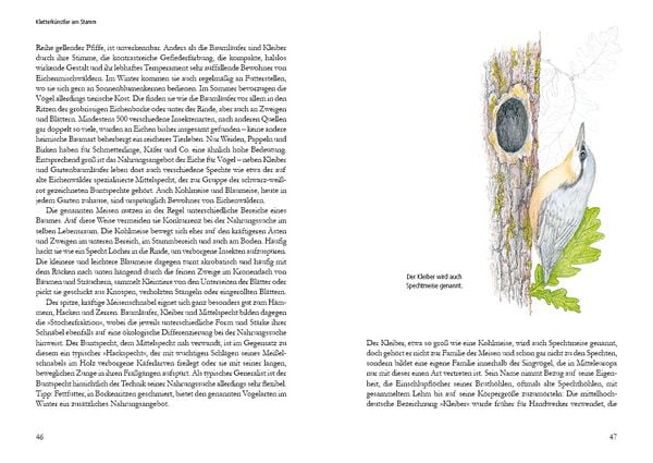 Produktbild: Vogelstimmen in Wald und Hecke