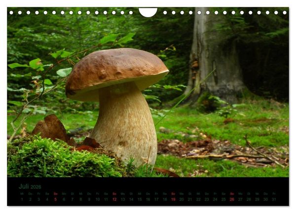 Produktbild: Im Reich der Pilze (Wandkalender 2026 DIN A4 quer), CALVENDO Monatskalender