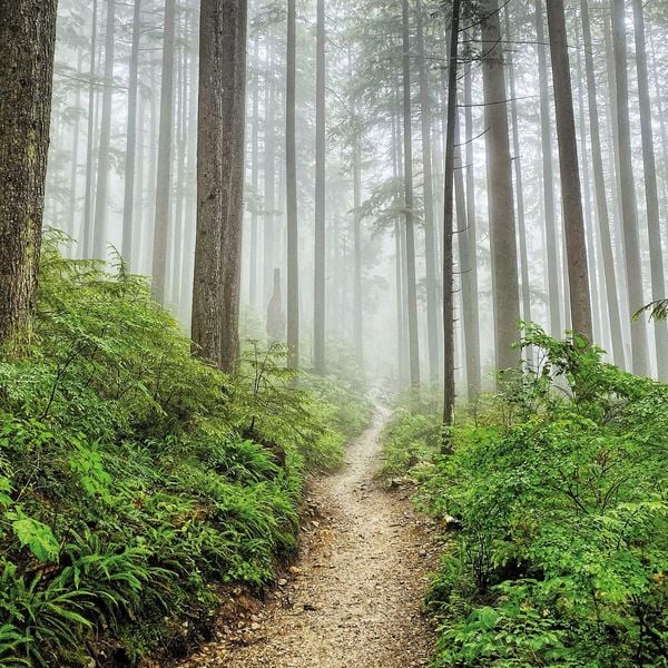Produktbild: Unser Wald / Forest Nature 2027