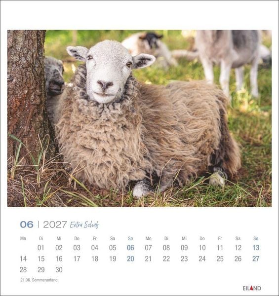 Produktbild: Extra Schaf Postkartenkalender 2027