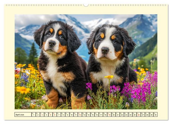 Produktbild: Berner Sennenhund. Sanfte Seelen zwischen Alpengl&uuml;ck und Abenteuerlust (hochwertiger Premium Wandkalender 2026 DIN A2 quer), Kunstdruck in Hochglanz