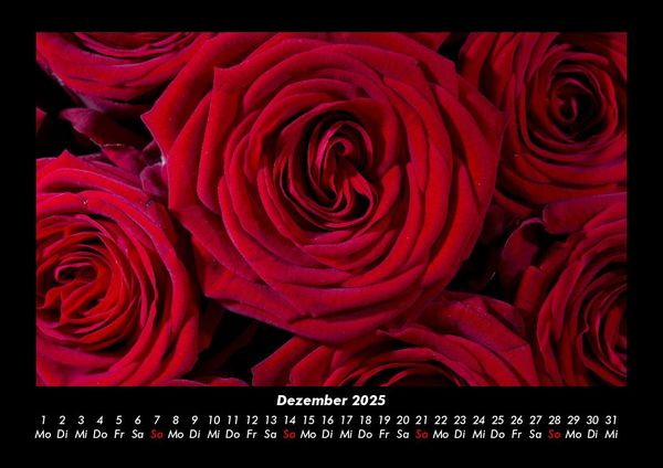 Produktbild: Rosen-Kalender 2025 Fotokalender DIN A3