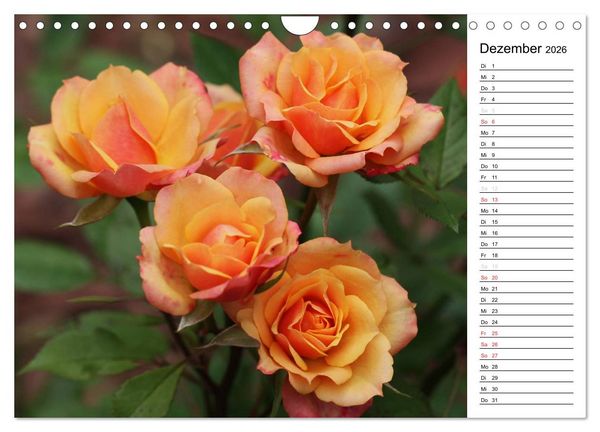 Produktbild: Zauberhafte Rosen (Wandkalender 2026 DIN A4 quer), CALVENDO Monatskalender