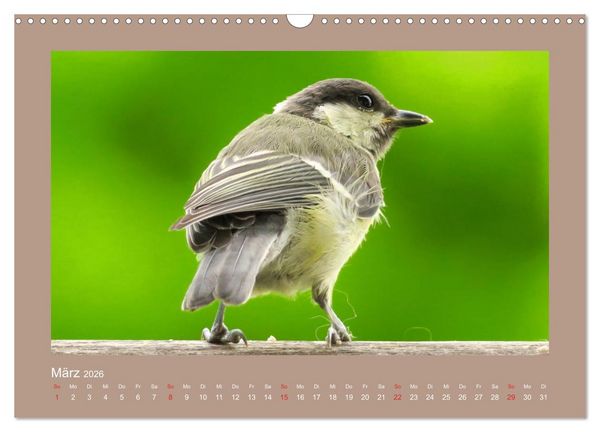 Produktbild: Vogelportr&auml;ts - Heimische V&ouml;gel auf meinem Balkon (Wandkalender 2026 DIN A3 quer), CALVENDO Monatskalender