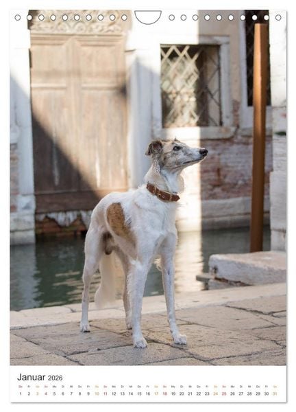 Produktbild: Silken Windsprites - Zwei Windhunde erobern die Lagunenstadt Venedig (Wandkalender 2026 DIN A4 hoch), CALVENDO Monatskalender