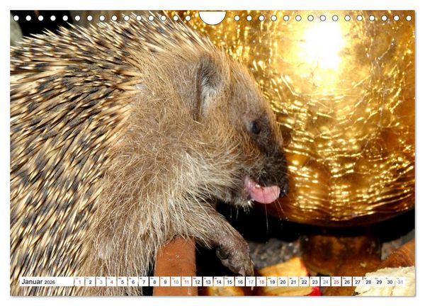 Produktbild: Igeleien - Begegnungen mit hungrigen Igeln (Wandkalender 2026 DIN A4 quer), CALVENDO Monatskalender