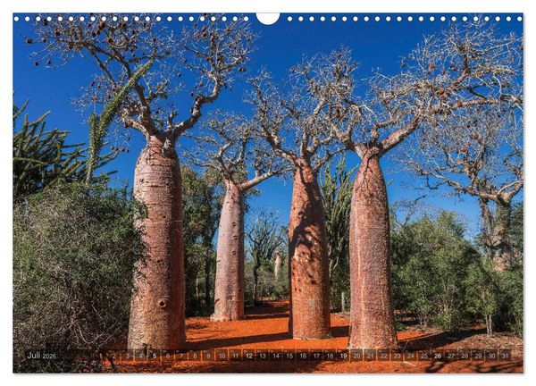 Produktbild: Zauberwald Ifaty &middot; Traumhafte Baobabs in Madagaskar (Wandkalender 2026 DIN A3 quer), CALVENDO Monatskalender