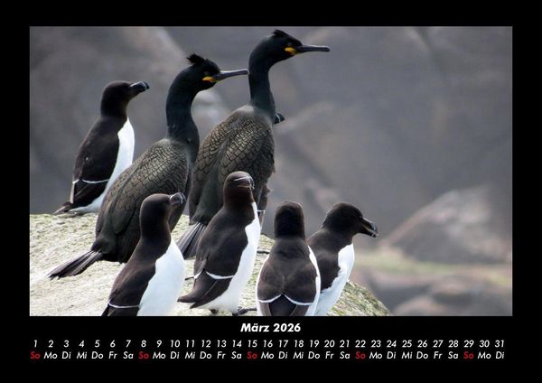 Produktbild: Tierkalender 2026 Fotokalender DIN A3