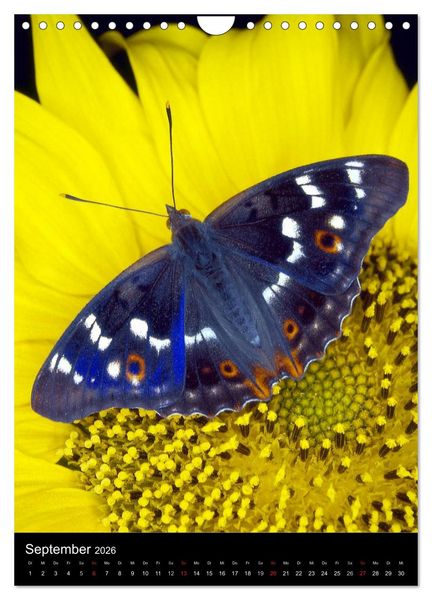 Produktbild: Schmetterlilnge und Blumen (Wandkalender 2026 DIN A4 hoch), CALVENDO Monatskalender