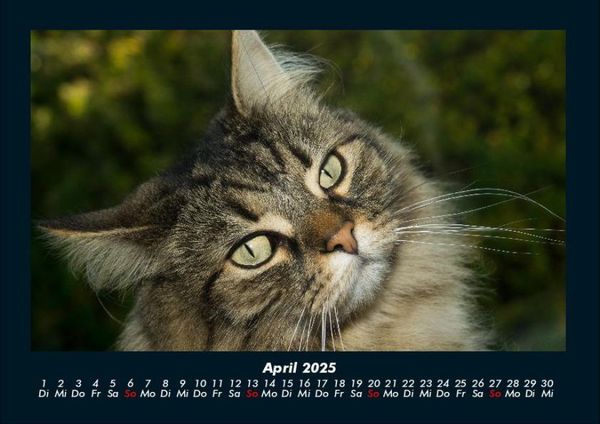 Produktbild: F&uuml;r Katzenfreunde 2025 Fotokalender DIN A4