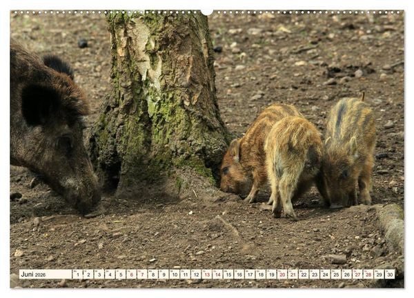 Produktbild: Wildschweine - Tiere aus unseren W&auml;ldern (hochwertiger Premium Wandkalender 2026 DIN A2 quer), Kunstdruck in Hochglanz