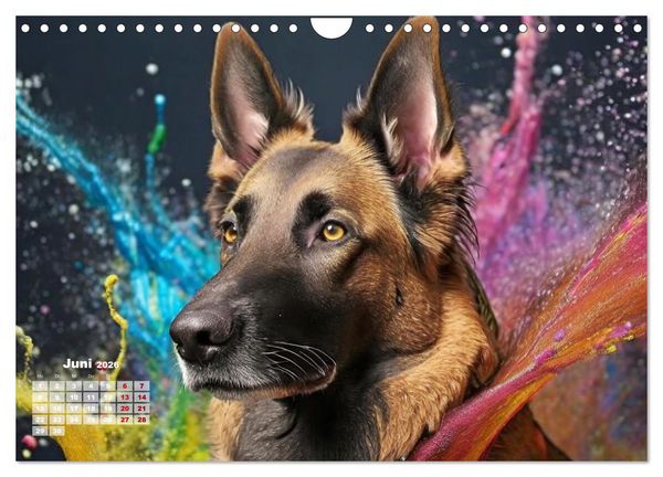 Produktbild: Splash - Hunde im Farbrausch (Wandkalender 2026 DIN A4 quer), CALVENDO Monatskalender