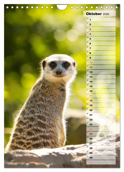 Produktbild: Erdm&auml;nnchen, putzige Kerlchen mit gro&szlig;en Knopfaugen (Wandkalender 2026 DIN A4 hoch), CALVENDO Monatskalender