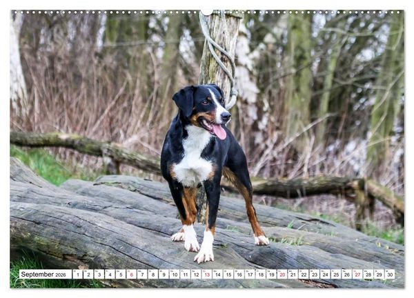 Produktbild: Appenzeller Sennenhunde (Wandkalender 2026 DIN A2 quer), CALVENDO Monatskalender