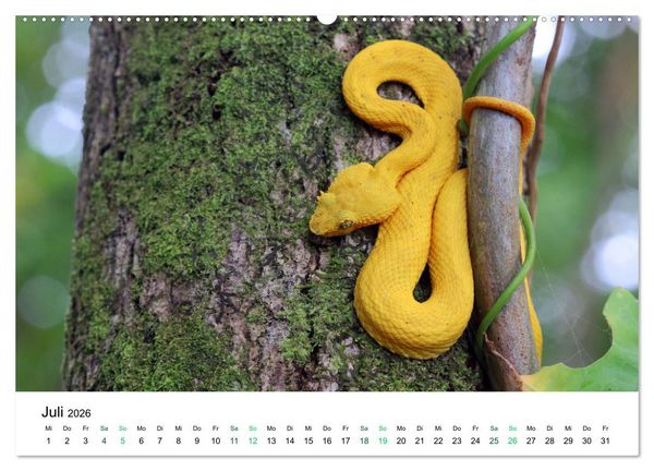 Produktbild: Costa Rica - Tropische Tierwelt (Wandkalender 2026 DIN A2 quer), CALVENDO Monatskalender