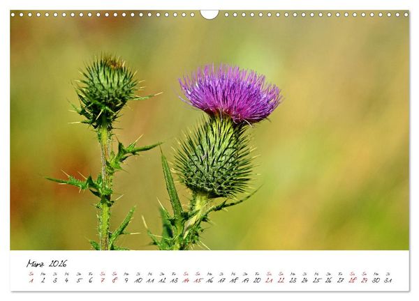 Produktbild: Sch&ouml;nheiten in freier Natur (Wandkalender 2026 DIN A3 quer), CALVENDO Monatskalender